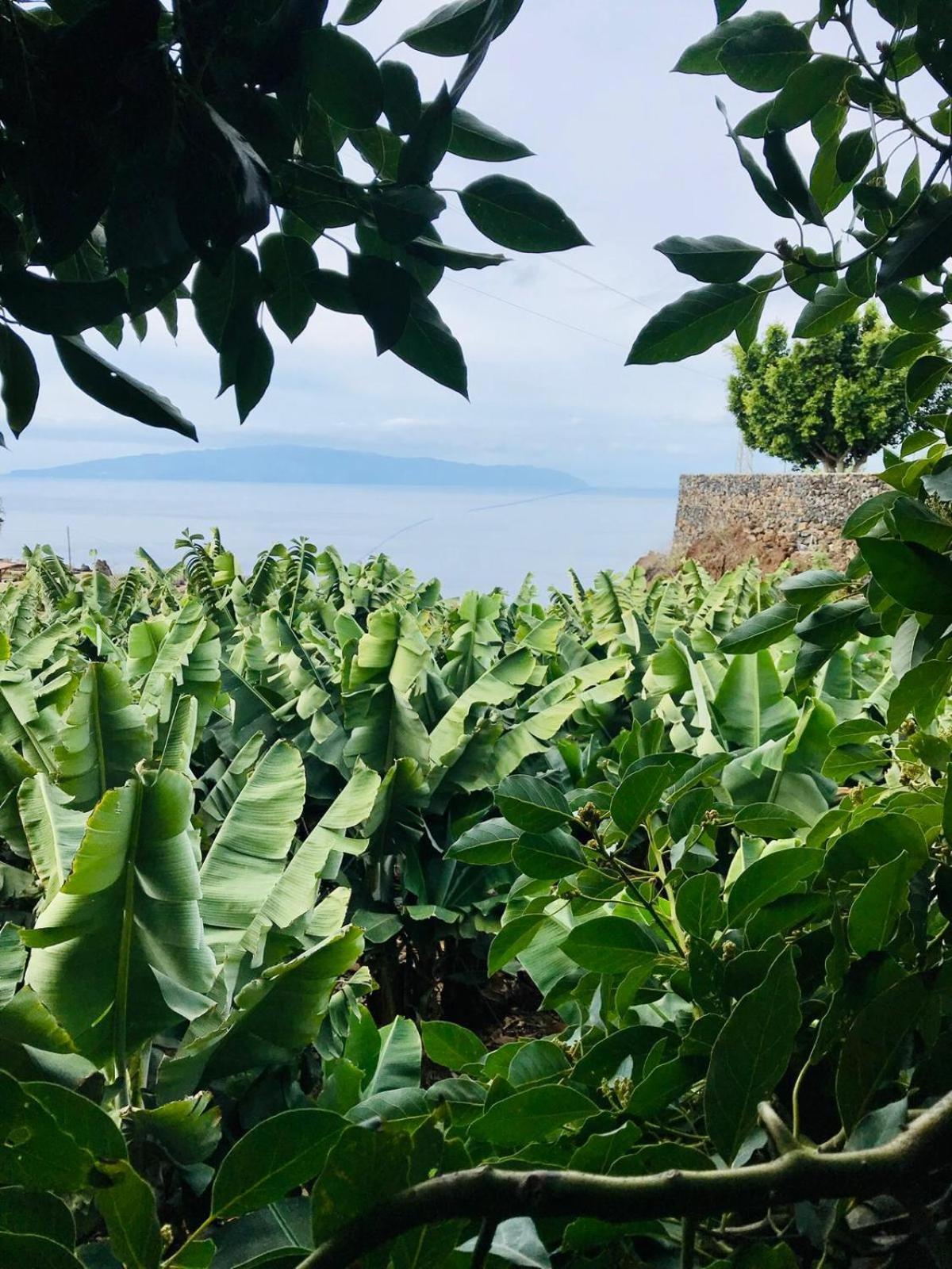 Fincaecoamaro Puerto de Santiago  Dış mekan fotoğraf